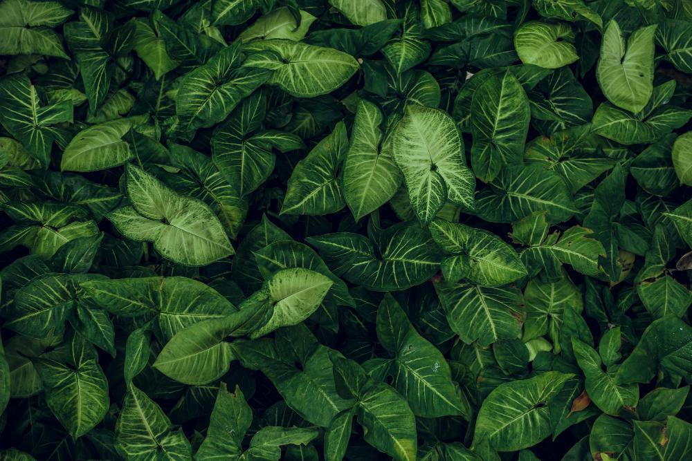 Eco-Friendly Cleaning Services in Beaverdam