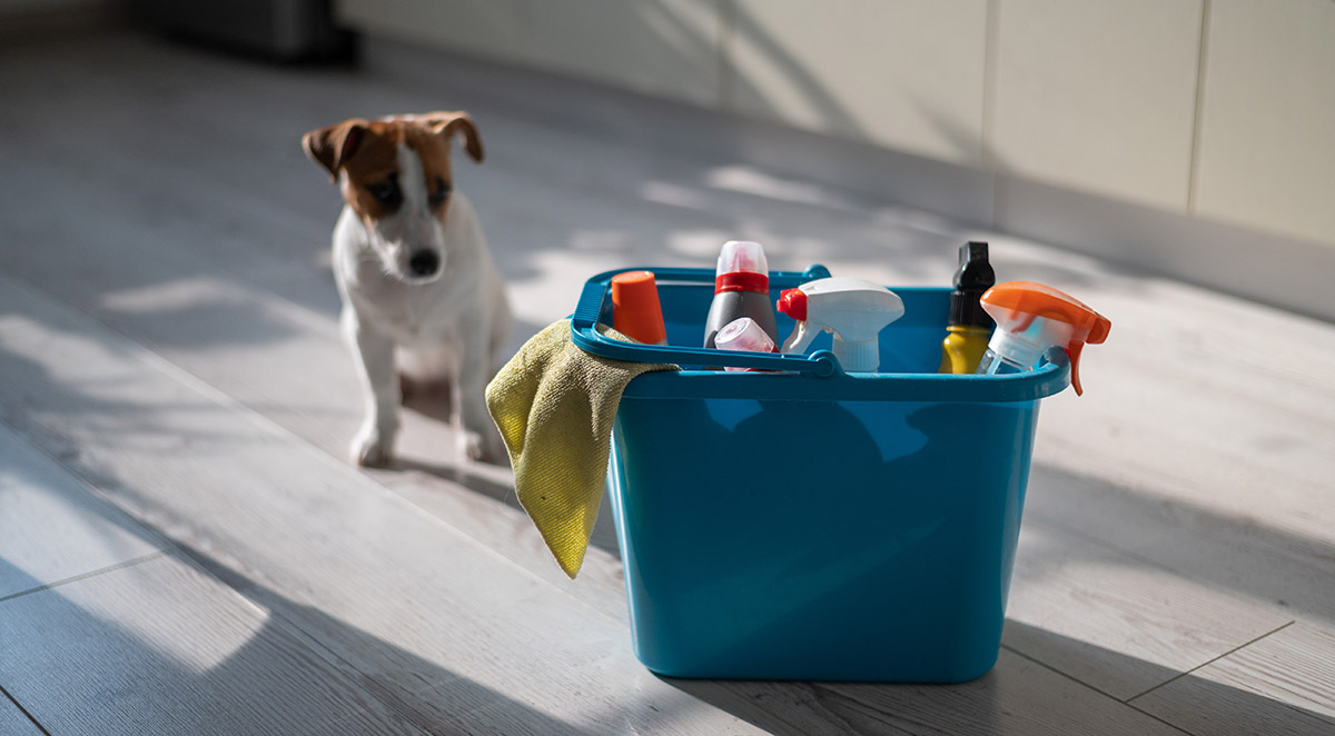 The Asheville Pet Owner's Guide to Non-Toxic Cleaning