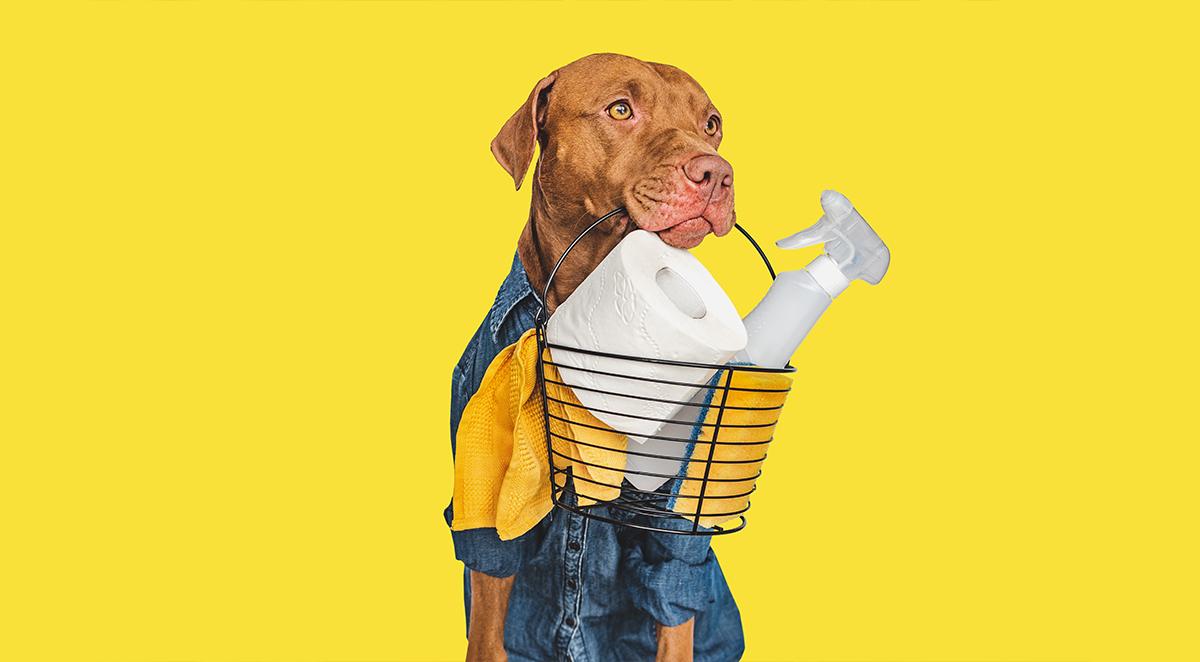 Pet-Friendly Housekeeping Asheville, NC